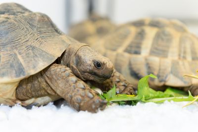 How does your tortoise weigh up?